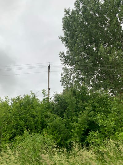 The image captures a section of a rural landscape with a cloudy sky overhead. In the mid-ground, a concrete utility pole stands vertically, supporting multiple power lines that stretch horizontally across the frame. To the right of the pole, a large deciduous tree with dense green foliage dominates the upper portion of the image. Below the power lines and around the base of the pole, a thick growth of various green bushes and smaller trees fills the scene. The foreground features a blur of green vegetation, suggesting movement, possibly from a vehicle. The environment appears to be natural and undeveloped.