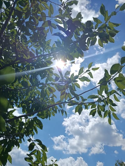 The image captures a low-angle view of green leaves and branches against a bright blue sky with scattered white clouds. The sun is visible, partially obscured by the foliage, creating a lens flare effect that streaks across the upper left quadrant of the image. The branches are dark and appear to be from a deciduous tree. The scene is set outdoors in Pishchane, Ukraine, suggesting a natural or park-like environment. There are no people or animals visible in the frame.