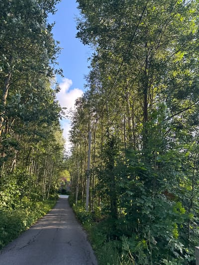 The image depicts a narrow asphalt road winding through a dense forest. Tall trees with green foliage line both sides of the road, forming a canopy that allows dappled sunlight to filter through. The sky above is blue with a few scattered white clouds. In the distance, the road curves and a small red-roofed building is partially visible. A utility pole with wires runs along the right side of the road. The overall impression is one of a secluded, natural setting. This scene is located in the village of Yukki, Russia.