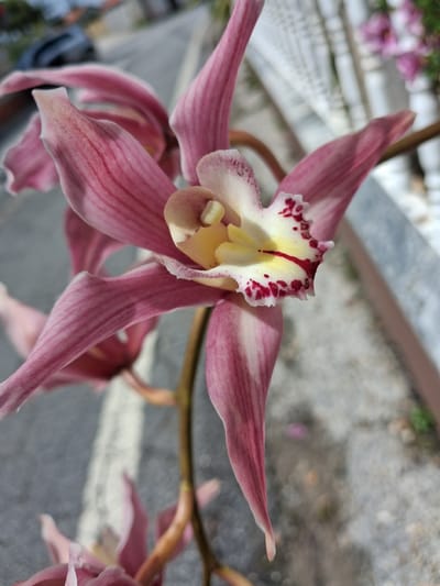 A close-up photograph depicts a light purple and yellow orchid flower. The flower is in sharp focus, highlighting the intricate details of its petals and center. The petals are striped with darker shades of purple, and the center features a yellow and white section with red speckles. The background is blurry but suggests an outdoor setting, possibly a garden or roadside in Montemor-o-Velho, Portugal. The blurred background shows a grey surface, maybe a road or pavement, and some greenery. Other flowers can be seen in the periphery, indicating that this is likely a collection of orchids or part of a floral arrangement. There are no people visible in the image.