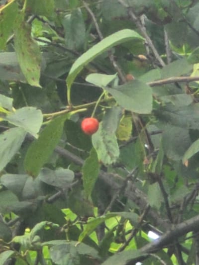 A single, ripe cherry, red in color, hangs from a thin stem on a branch amidst lush green foliage. The cherry is positioned slightly to the right of the center of the image. The background is filled with the dense green leaves and dark branches of a tree, suggesting it is an outdoor scene, possibly a garden or park, in Avtury, Russia. No people or other objects are visible.