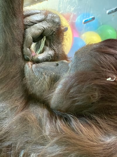 The image displays a close-up, vertical shot of an orangutan within an enclosure at Kristiansand Dyrepark in Kristiansand, Norway. The primary subject is the upper body, right arm, and lower facial area of an adult orangutan, characterized by its long, reddish-brown, shaggy fur. Its right hand, featuring wrinkled, grayish-brown skin and robust fingers, is positioned in the upper left portion of the frame, actively grasping a small, pinkish-red, soft food item. The orangutan's lower face, including its chin and mouth area with a visible pore on the upper lip/snout, is oriented towards the object, indicating consumption or close examination. The background, out of focus, reveals a clear, thick protective barrier (likely glass or acrylic) behind which several brightly colored inflatable balls in shades of blue, yellow, pink, and green are visible. A small, dark, rectangular slot is present in the clear barrier near a blue ball in the upper-center, and a small white, L-shaped clip or bracket is attached to the right edge of the enclosure structure. The scene is illuminated by soft, even lighting.