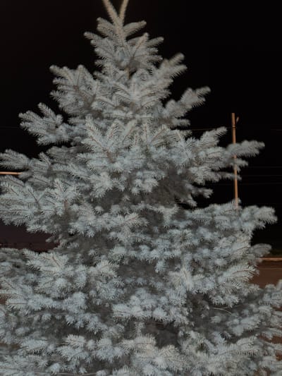 The image shows a blue spruce tree at night. The tree is lit from the front, casting a shadow behind it. The tree is located in Suzak, Kyrgyzstan. There are no people or other objects visible in the image. The environment appears to be urban, with some power lines visible in the background.