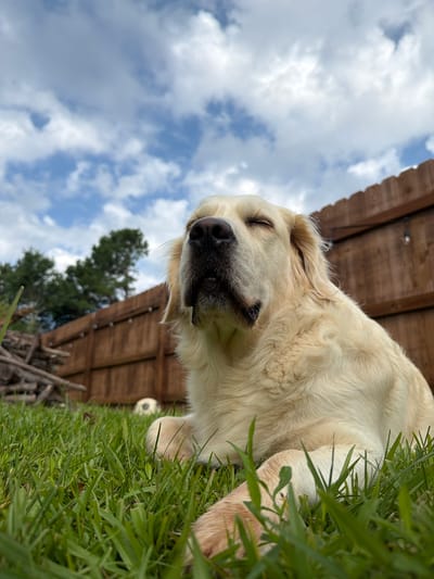 The image is a low-angle, upward-facing shot of a golden retriever dog lying in the grass. The dog's head is tilted, and its eyes are closed, suggesting relaxation or sleep. Its fur is light cream colored, and its nose and mouth are visible. In the background, a wooden fence with a rustic appearance can be seen. Above the fence, green trees and a cloudy blue sky are visible. The grass in the foreground is lush and green. A white spherical object, possibly a ball, is partially visible near the dog's head. The time of day appears to be daytime, with bright natural light. The weather appears to be partly cloudy. The overall mood of the image is peaceful and serene, capturing a moment of canine contentment in an outdoor setting. There is no visible text in the image.
