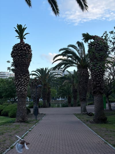 A series of palm trees line a brick-paved pathway in Arroyo De La Miel-benalmadena Costa, Spain. The trees are of varying heights and have thick, textured trunks. The pathway stretches into the distance, and white buildings can be seen between the trees. A bird is in motion, near the pathway's edge. The sky above is blue with scattered white clouds. The perspective is from a low angle, looking upwards.