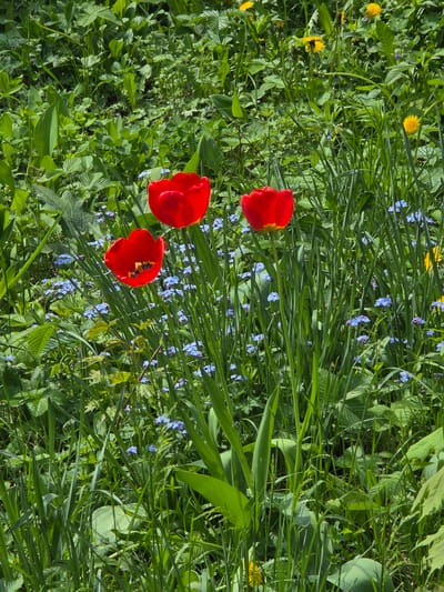 The image depicts a close-up of a grassy area with scattered wildflowers. Three prominent red tulips are centrally located, interspersed with blue forget-me-nots and yellow dandelions. Green grass and various leafy plants fill the background. The location is indicated as Novomoskovsk, Russia.