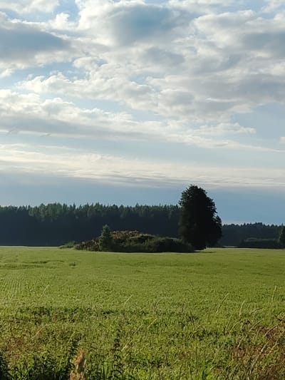 The image depicts a wide-angle view of a pastoral landscape under a cloudy sky. In the foreground, a dense field of green grass and some taller, dry stalks of vegetation occupies the lower portion of the frame. The middle ground features a flat expanse of uniformly green grass, likely a cultivated field. Beyond this field, a dark green line of dense forest stretches across the horizon. A solitary, large tree with a full canopy stands prominently in the middle-right of the image, silhouetted against the lighter sky. A cluster of shorter, bush-like vegetation is visible to the left of this tree, closer to the forest line. The sky is a mix of light blue and white clouds, with a band of darker, more uniform cloud cover appearing as a horizontal line across the upper middle of the frame. The lighting suggests it is daytime, possibly late afternoon or early morning due to the soft light. The scene is devoid of human presence or any structures, conveying a sense of natural, open space. This scene is located in Maetsma, Estonia.