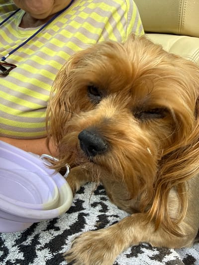 A light brown dog with floppy ears is lying down on a black and white patterned towel. The dog is looking towards the right side of the frame, with its eyes partially closed. A person wearing a yellow and white striped shirt is partially visible in the background, to the left of the dog. A purple bowl is also visible on the left side of the image. The scene appears to be indoors, possibly in a home, on a couch. There are no specific landmarks that would indicate the location in Gudensberg, Germany.