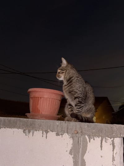 A grey tabby cat with black stripes is perched on a concrete structure, looking down at a terracotta plant pot. The cat's head is lowered, its eyes focused on the pot. The scene appears to be outdoors at night, indicated by the dark background and the limited lighting. The cat is in profile, showing its striped fur and delicate features. The plant pot is positioned below the cat, its rim partially obscured by the cat's body. The concrete structure is rough and unfinished, suggesting a construction site or an outdoor space with exposed building materials. The background is a deep, dark grey, with some indistinct shapes that could be trees or other structures. Thin lines, possibly wires, are visible in the dark background. The overall impression is one of quiet observation and potential curiosity from the cat. The location is identified as Anton, Bulgaria.