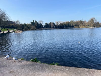 The image depicts a wide view of Lurgan Lake within Lurgan Park, Lurgan, United Kingdom, under a clear, pale blue sky. In the immediate foreground, a grey concrete path extends along the lower edge, bordering the lake. Two gulls, distinguished by white plumage, dark grey backs, and faint dark head markings, stand on this path in the lower left. The lake surface, displaying dark blue water with visible ripples, occupies the majority of the frame. Numerous white birds, consistent with gulls, are scattered across the water, with a denser cluster observed near the left shore. Several birds are also visible in flight above the lake. Along the left bank, a paved pathway runs beside a grassy area populated by deciduous trees with bare branches. Further back and to the left, a large, dark-roofed building with prominent chimneys, identified as Lurgan Castle (now Lurgan College), is partially visible through the trees. Multiple individuals are present on the pathway on the left bank: one person in dark clothing stands near the water's edge, and another figure is positioned further back with a stroller. The far side of the lake is delineated by a dense treeline comprising both evergreen and bare deciduous trees. Small patches of green foliage are visible at the interface between the concrete path and the lake's edge in the foreground.