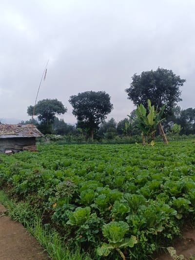 A lush green field of cabbages fills the foreground, stretching towards a row of trees in the midground. To the left, a small dilapidated shack with a rusty corrugated iron roof stands next to the field. In the background, more trees are visible under an overcast sky. A bamboo pole with streamers is situated nearby the shack. The land has a rural, agricultural feel. A concrete sidewalk is on the bottom left corner.