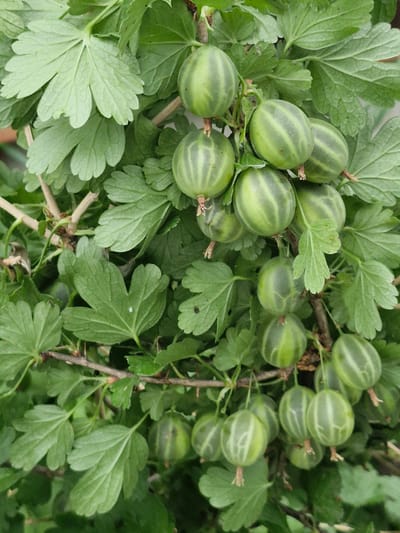 This media file is a close-up, top-down photograph of a gooseberry bush laden with ripe green berries and lush foliage. The berries are oval-shaped with distinct vertical stripes, varying in color from pale to dark green. They are clustered together on thin branches amidst large, serrated green leaves. Some leaves are in sharp focus, revealing intricate venation and a slightly fuzzy texture, while others are softly blurred, creating a depth-of-field effect. The lighting suggests it is daytime, likely outdoors in natural light, with no specific weather conditions discernible. The image has a natural, unposed feel, highlighting the abundance of the fruit and the vibrant green of the plant. No text is visible in the image. The location context provided is Қонысбай, Kazakhstan, which implies the gooseberry bush is growing in this region.