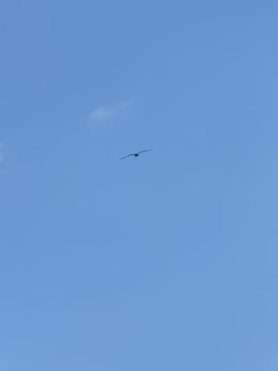 A single bird is silhouetted against a clear, light blue sky. The bird is in mid-flight, with its wings extended. There is a small, wispy cloud to the left of the bird. The image does not contain any information that would allow for the determination of its location in Sysert, Russia.