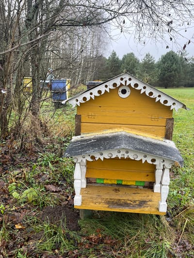 The image depicts an outdoor apiary in Petriškė, Lithuania, under an overcast sky. The primary subject is a wooden beehive painted yellow, featuring an ornate gable roof with white, scalloped, and perforated trim. A circular entrance hole is centered on the upper gable. Below, a smaller, dark-colored angled roof, also with white decorative trim and supports, covers the main bee entrance, where green and yellow plastic components are visible.
The beehive is situated on slightly uneven, damp ground with green grass and scattered brown fallen leaves. To the immediate left of the beehive, a mound of disturbed earth is visible. In the mid-ground, a dense cluster of bare deciduous trees and shrubs partially obscures other beehives, including a bright blue one and another yellow hive, hinting at a larger apiary. Beyond these trees and shrubs, a flat expanse of green grass leads to a dense line of dark green coniferous trees under the grey sky. No individuals or active subjects are visible.