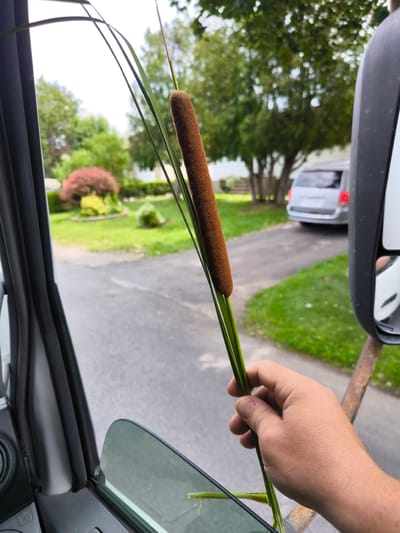 A human hand holds a cattail stem with a brown seed head, seen from inside a vehicle. The cattail is positioned in the foreground, partially obscuring the view outside. Through the vehicle's open window, a residential street scene is visible. A paved driveway leads to a silver minivan parked on the right side of the road. A well-maintained lawn with a vibrant red-leafed bush and other landscaping is present in the middle ground. Trees and a cloudy sky form the background. The location is identified as Mercier, Canada.