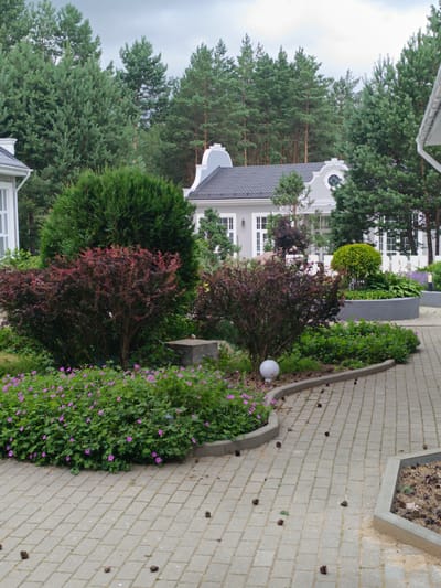 In an outdoor setting, a paved walkway made of interlocking grey stones winds through a garden. The walkway is bordered by low grey concrete curbs, and scattered pinecones are visible on its surface. To the left of the walkway, a densely planted area features a large, dark red bush in the foreground, behind which stands a tall, conical green shrub. This area is also dotted with small pink flowers. In the background, a modern, light-colored house with multiple windows and a dark roof is visible, surrounded by numerous tall pine trees. A white downspout from the house's roof is partially visible on the far right. The sky is overcast with grey clouds.