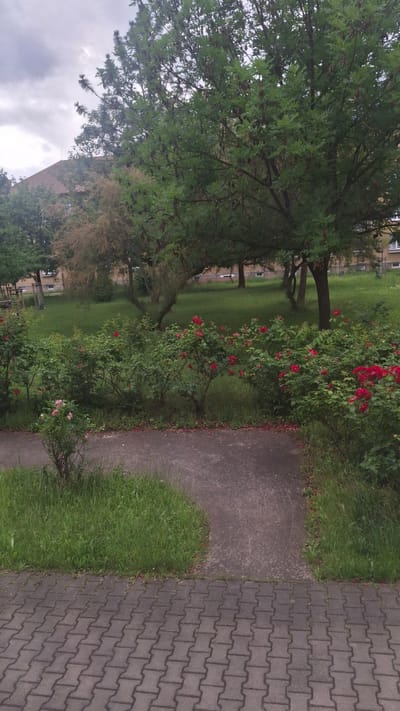 A vertical medium shot captures a paved walkway curving through a park with rose bushes in bloom. The walkway, made of grey interlocking stones in the foreground, transitions to a concrete path further back, which meanders into a grassy area. Several rose bushes, laden with red and pink blossoms, line the edge of the walkway. Behind the roses, a lawn stretches towards a cluster of trees, some with green foliage and others with a more autumnal, brown appearance. In the distance, buildings with tiled roofs are visible, suggesting an urban or suburban setting. The sky overhead is overcast, casting a diffused light on the scene. The image is taken from a slightly elevated perspective, looking down onto the walkway and the park. The location is identified as Štětí, Czechia.