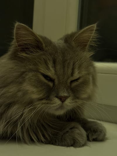 A close-up, low-angle shot captures a fluffy gray cat with its eyes partially closed, resting on a light-colored surface. The cat's fur is long and textured, with prominent whiskers extending outwards from its muzzle. The background is blurred, with dark and light green hues suggesting an indoor setting near a window. The lighting is dim, casting soft shadows and highlighting the cat's features. There are no people or other animals visible in the image. The scene does not depict any specific landmarks or features that would indicate its location in Zhovte, Ukraine.