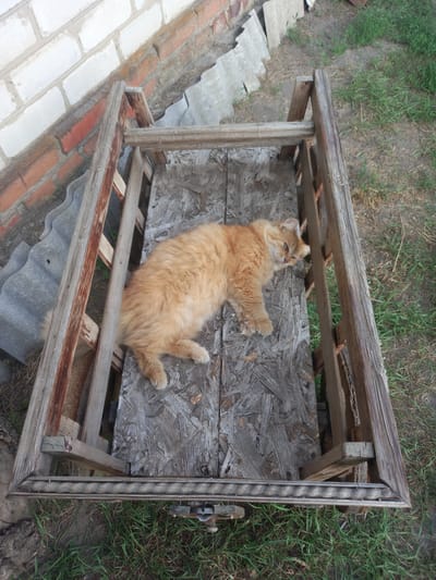 An orange cat with fluffy fur is resting on a makeshift wooden platform. The platform appears to be constructed from reclaimed wood and particle board, with a somewhat weathered appearance. The cat is lying on its back, with its paws extended upwards, in a relaxed pose. It is looking towards the left side of the frame with a calm expression. The platform is situated outdoors, with a background of green grass and dry earth, suggesting a natural or rural setting. In the foreground, there are some bricks and grey, wavy material, possibly roofing sheets. The lighting suggests it is daytime, and the overall atmosphere is peaceful and tranquil. There is no visible text in the image.