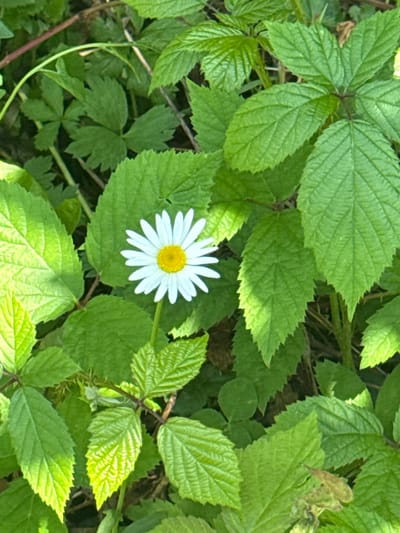 A white daisy with a yellow center is nestled amongst vibrant green leaves. The daisy is in full bloom, its petals fanned out. The leaves are lush and varied in shape and texture, some broad and serrated, others more delicate and veined. Sunlight filters through the foliage, casting dappled shadows and highlighting the vibrant greens. The image appears to be taken in a natural outdoor setting, likely a garden or a wild patch of greenery. Given the location provided as Yenokavan, Armenia, this scene likely depicts a common wildflower found in the rural landscapes of the region.