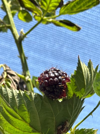 A ripe blackberry rests on a green leaf against a blue, textured background, possibly a fabric or net. The berry is dark purple, composed of many small drupelets, and appears fresh, with a small drop of moisture visible on the leaf beneath it. Sunlight highlights the texture of the leaves, some of which are a vibrant green while others show signs of browning or wilting. A thorny stem is also visible, suggesting the plant is a bramble, like a raspberry or blackberry bush. The setting, a garden in Gedera, Israel, implies an outdoor, natural environment. There are no people or animals visible in the frame. The focus is solely on the single berry and its immediate surroundings.