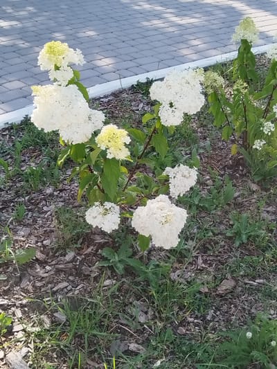 A full shot captures white hydrangeas in bloom in front of a paved walkway in Roschinsky, Russia. The flowers are a mix of white and pale yellow. The ground is covered with mulch and patches of green grass. The paved walkway is made of rectangular grey stones.
