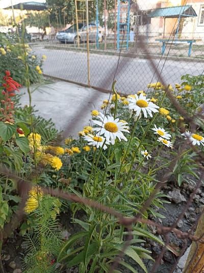 This image captures a garden in Dustabad (Soldatsky), Uzbekistan, with a focus on white daisies and yellow chrysanthemums in the foreground. The flowers are growing along a concrete path, partially obscured by a chain-link fence in the foreground. Behind the garden, a car is visible on a street, and beyond that, a playground with blue and yellow structures and a building with a green roof. The overall impression is of a residential or public space with a touch of greenery.
