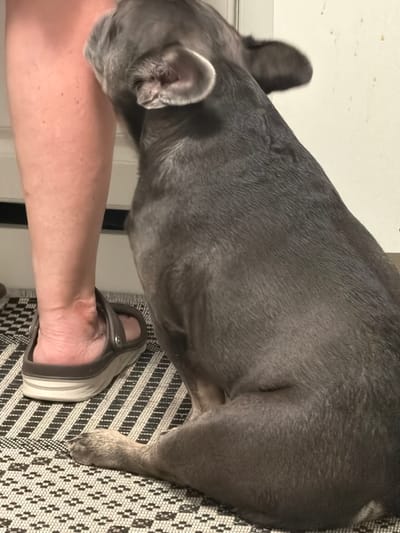 The image shows a close-up view of a person's leg and a French bulldog. The person is wearing a brown sandal. The dog is sitting next to the person's leg, appearing to sniff it. The scene is set on a patterned rug. The background is a plain wall. There is no indication of the city of Maloyaroslavets, Russia, in the image.