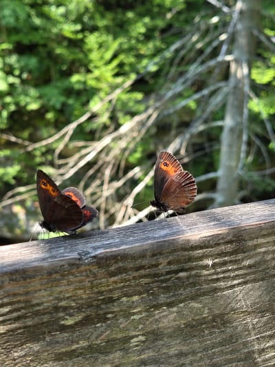 The image shows two brown butterflies with orange markings on their wings perched on a weathered wooden railing. The railing is rough and has a textured surface with visible wood grain. In the background, out of focus, is a dense green forest with sunlight filtering through the leaves, suggesting an outdoor, natural setting. The overall lighting indicates it is daytime. The scene is a close-up shot, focusing on the butterflies and the railing. There are no people or buildings visible. The location is identified as Landl, Austria.