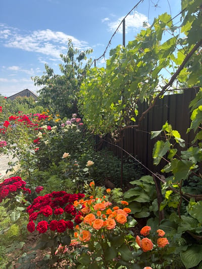 The image depicts a vibrant garden with a variety of roses in bloom, including red, orange, white, pink, and yellow varieties. The garden is lush with greenery, and a vine, likely grapes, grows along a dark wooden fence. In the background, a building with a stone facade and a peaked roof is partially visible, suggesting a residential setting. The sky is blue with scattered white clouds. The scene is located in the village of Ароматненське, Ukraine, a rural area known for its agricultural landscape. There are no people present in the image.