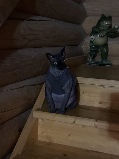 The image shows a Sphynx cat wearing a dark gray shirt sitting on a wooden staircase. The cat is positioned on the third step from the bottom, facing forward with its body slightly angled to the left. To the right of the cat, on a higher step, is a green ceramic frog figurine holding two white lotus flowers. The background consists of rough-hewn wooden logs, characteristic of a rustic interior, possibly a log cabin or a house built with similar materials. The lighting is dim, casting shadows and highlighting the texture of the wood and the cat's skin. The overall scene appears to be indoors, within a structure made of logs. There is no information present in the image to indicate a specific location within Sergeevka, Russia.