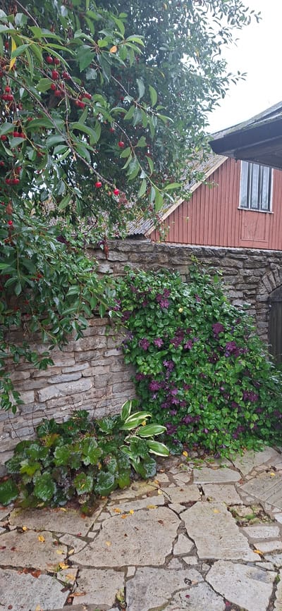 The image depicts an outdoor scene with a stone wall in the foreground, covered partially by lush green foliage and dark purple flowers. To the left of the wall, a cherry tree with numerous red cherries and green leaves is visible. The ground is paved with irregular flagstones, with some fallen yellow leaves scattered on them. In the background, a reddish-brown wooden building with a dark-tiled roof and a window with white panes is present, partially obscured by the tree. A dark, arched wooden structure is integrated into the stone wall on the right side of the image. The overall environment suggests a garden or courtyard area within the historic settlement of Kaali, Estonia, known for its meteorite craters and ancient stone formations. No people are present in the image. The scene appears to be captured on an overcast day, with the foliage and flagstones appearing damp, possibly from recent rain.