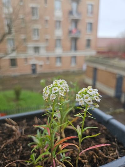 The image presents a close-up, elevated view of an urban scene in Villeneuve-Saint-Georges, France. In the immediate foreground, a black rectangular planter contains dark brown soil from which several small plants are growing. Two prominent plants, identified as *Lobularia maritima* (Sweet Alyssum), are in sharp focus, each displaying clusters of numerous small white flowers with yellow centers atop slender green stems. Some lower leaves on these plants exhibit reddish-brown discoloration.
Beyond the planter, the midground is out of focus, revealing a green grassy area and, to the right, a low-lying structure with a flat, dark roof, possibly concrete. The background is dominated by a multi-story residential building featuring a light brown or beige facade, multiple rectangular windows, and several balconies with vertical railings. A reddish item of fabric or clothing is visible hanging over a railing on one of the upper-floor balconies. A deciduous tree with bare branches stands partially visible on the left side, obscuring a portion of the building. The sky is uniformly overcast, indicating a dull or cloudy day. No human subjects are discernible within the frame.