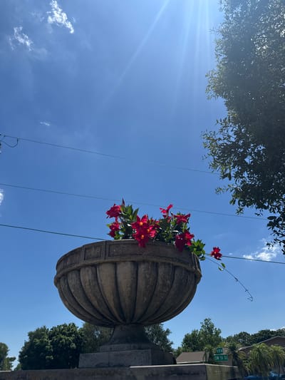 A low-angle view of a street scene in Davie, Florida, United States. The bright blue sky has light clouds, and a tree canopy is visible in the upper left corner. A large, weathered stone urn filled with red flowers is prominent on the right side of the frame. The urn is situated atop a concrete base. Power lines cut across the sky. A street sign indicating "SW 51 ST" is visible on the right.