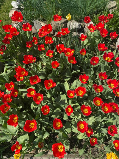 A ground-level, slightly angled, outdoor shot shows a dense collection of vibrant red tulips with yellow centers growing in a garden. The flowers are interspersed with abundant green leaves. To the left, white stones create a border, and a patch of green grass is visible. To the right, a wooden fence or border is present. The lighting is bright and sunny. The city of Novouralsk, Russia is not evident.