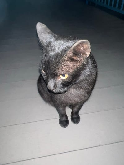 A black cat is lying on a gray floor. The cat is facing away from the camera, but has turned its head to look back towards the camera. The cat's tail is curled around its body. The floor appears to be made of gray vinyl flooring. The location is unknown.