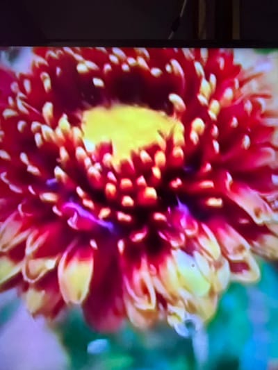 This image is a close-up, slightly blurry, and pixelated photograph of a brightly colored flower, possibly a dahlia or chrysanthemum, with red and yellow petals surrounding a yellow center. The background is out of focus and appears to be green, suggesting a natural setting. There is no discernible information within the image to indicate its location in Çiğli, Turkey, or any urban or specific environmental details. The photograph appears to be taken on a screen, with a dark border at the top.