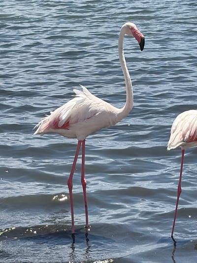 The image shows two flamingos standing in shallow water. The flamingo on the left is a greater flamingo, identifiable by its size, pale pink plumage with black wingtips, and a distinctive curved beak that is black at the tip and pinkish-red towards the base. Its long, thin legs are bright pink. It is facing towards the right, with its head turned upwards and slightly to the left, its eye visible and looking forward. Its neck is curved in an S-shape. The flamingo on the right is partially visible, appearing to be a similar species with pale pink feathers and red markings on its wings. Its long, thin pink leg is clearly visible in the right side of the frame. The water is a dark blue-gray with ripples and a slight sheen on the surface, suggesting it is an open body of water. Some small white flecks, possibly foam or debris, are scattered on the water's surface. The scene is likely located in the salt flats of San Pedro del Pinatar, Spain, a well-known habitat for flamingos.