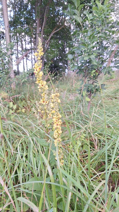 The image shows a tall, yellow-flowered plant, likely a mullein, standing in tall green grass. The plant has multiple flower spikes, each adorned with numerous small, yellow blossoms. Some of these blossoms have reddish centers. The background consists of trees and foliage, suggesting a natural or semi-natural setting. The lighting indicates it is daytime. The scene is captured in Jumīši, Latvia.