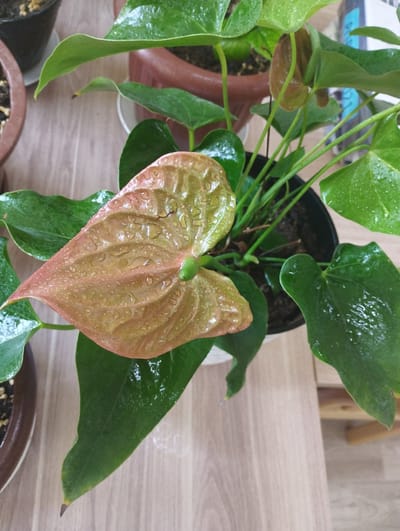 A top-down, close-up, eye-level shot captures a potted plant with large, dark green leaves and a single, salmon-pink spathe covered in water droplets. The plant is situated on a light brown, wooden surface, possibly a table. To the left and background, parts of two other potted plants are visible, one with a dark brown pot and the other with a reddish-brown pot. The overall environment suggests an indoor setting, likely a home or office in Zarafshan, Uzbekistan, where indoor plants are common in residential and commercial spaces due to the arid climate. The lighting appears to be natural, possibly from a nearby window.