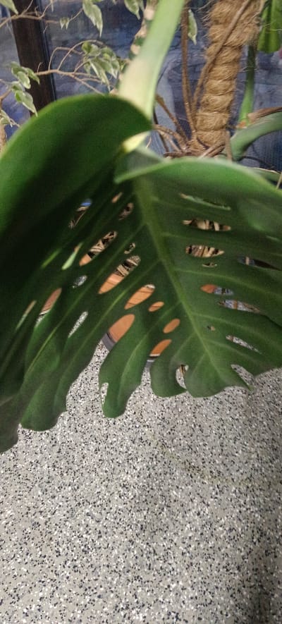 The image shows a close-up of a large, green, fenestrated leaf, likely from a Monstera plant, positioned in the foreground and obscuring much of the background. The leaf has several oval-shaped holes, revealing glimpses of objects behind it. These objects appear to be a brown, fibrous pole wrapped in twine, possibly a plant support, and a dark blue background, possibly a wall or a large object. The floor in the lower part of the image is a speckled pattern of light gray, dark gray, black, and white particles, resembling terrazzo or a similar flooring material. The lighting suggests an indoor setting with some ambient light. The specific location in Хацежынскі сельскі Савет, Belarus, cannot be determined from the visual information provided in the image.