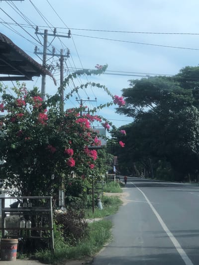 The image shows a street scene in Rantopanjang, Indonesia. An asphalt road with a solid white lane marker is visible on the right. On the left, a utility pole with numerous power lines stretches upwards against a light blue sky. A bougainvillea bush with vibrant pink flowers is prominently featured, its branches climbing along the utility wires. Dense green foliage is visible at the top of the frame, likely from large trees lining the road. A partially obscured building structure with a corrugated roof is visible in the lower left. In the foreground, a metal rack stands near the road, and a discarded bucket is visible.