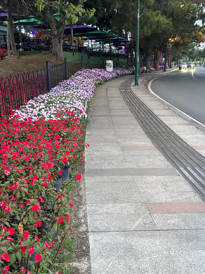 This image depicts a scenic sidewalk lined with vibrant flowerbeds in Xuan Huong, Da Lat, Vietnam. In the foreground, rows of bright red impatiens are planted, followed by a dense line of pale pink and white impatiens. A black metal fence separates the flowers from a grassy slope. Beyond the flowers, a paved sidewalk with textured tactile paving for the visually impaired runs alongside a curving asphalt road. Trees, some adorned with colorful lights, line the far side of the road, and in the background, structures with umbrellas suggest an outdoor dining or seating area. Vehicles, including cars and motorcycles, are visible on the road, indicating a public thoroughfare. The overall scene captures a well-maintained urban landscape with a focus on natural beauty.