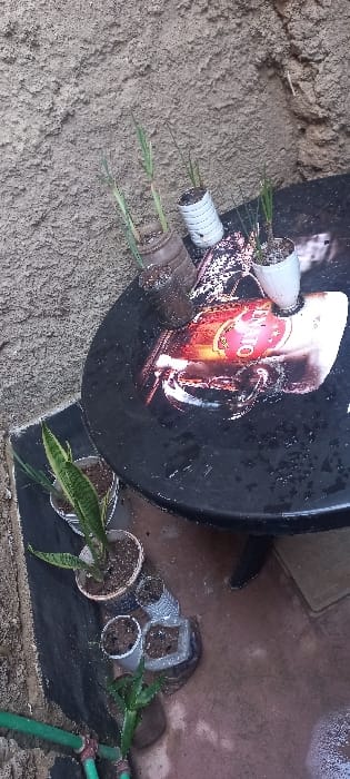 The image depicts an outdoor scene, reportedly in Huruma ward, Kenya, focusing on a collection of potted plants and a table. A rough-textured, light brown wall forms the background on the left and top. The ground is dark, appearing as damp concrete or compacted earth, with a green hosepipe visible in the bottom-left corner. A round, black table is positioned in the mid-ground to the right, featuring a large, central graphic that appears to be a red-labeled bottle or glass with the text "SENATOR" and "GIN" visible. The table surface exhibits numerous small white specks or residue. On the table, three plants are cultivated in repurposed plastic containers; one is a ribbed white bottle, another a brown bottle, and the third a white container. Below the table, on the ground, a larger plant, consistent with a Sansevieria (snake plant), is potted in a clear plastic container and a beige pot. Alongside this, several other small plants, including an aloe vera type, are planted in various repurposed plastic bottles and containers. No individuals are present. The scene indicates stationary objects in an outdoor setting.