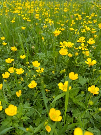 The image is a close-up, vertically oriented, eye-level shot of a field of yellow buttercups interspersed with green grass and foliage. The flowers are the dominant subject, with many in sharp focus in the foreground and middle ground, and a larger number blurred in the background. The overall impression is one of a natural, uncultivated landscape. There are no people, man-made objects, or indications of urban life visible in the frame. The scene depicts a natural environment that could be found in many rural or natural areas, and there is no specific information within the image to suggest it is located in the city of Kerro Massiv, Russia.