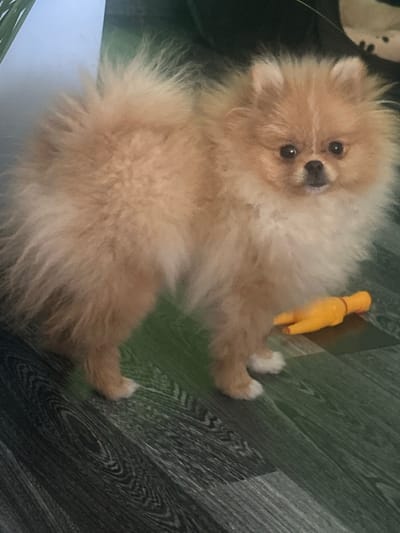 A Pomeranian puppy is lying on a wooden floor, partially on a light-colored surface. The puppy has light brown fur and dark eyes. Beside the puppy, a bright yellow rubber chicken toy is visible. The floor appears to be made of laminate or wood planks with a visible grain pattern. The lighting suggests it is daytime, possibly indoors. The puppy's expression is alert and curious.