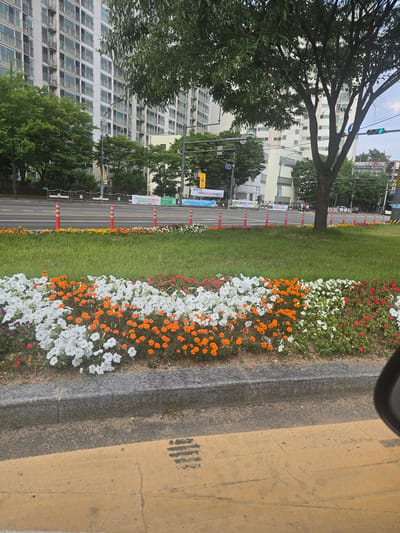 This is a photograph taken outdoors in Gumi-si, South Korea. The scene is dominated by a row of flowerbeds featuring vibrant red, white, and orange flowers, interspersed with lush green grass. A large tree with dense foliage is positioned to the left of the flowerbeds, partially obscuring a tall, multi-story residential building in the background.

The residential building appears modern with numerous windows. Adjacent to the flowerbeds and grass is a road with traffic cones and some signage. The time of day appears to be daytime, with ample natural light. The weather seems clear, as indicated by the bright lighting.

Visible text in Korean includes "소랑치과 T-458-2275" (Sorang Dental Clinic T-458-2275) and "구미방활문화센터" (Gumi Banghwal Culture Center), along with other banners and signs that are partially obscured or illegible. The overall impression is of a well-maintained urban environment with a focus on landscaping and public amenities. There are no people clearly visible in the photograph. The image is oriented sideways.
