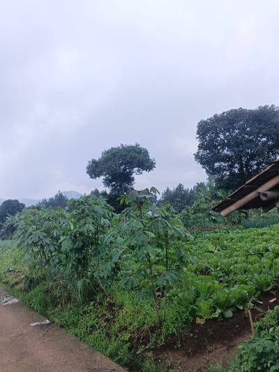 A cloudy sky looms over a lush landscape. In the foreground, vibrant green cassava plants line a pathway. Beyond them lies a cultivated field of leafy vegetables. Tall trees dot the midground, partially obscuring distant rolling hills and a hint of mountains. A portion of a simple shelter structure is visible on the right. The overall scene suggests a rural, agricultural area, possibly in a tropical or subtropical region.