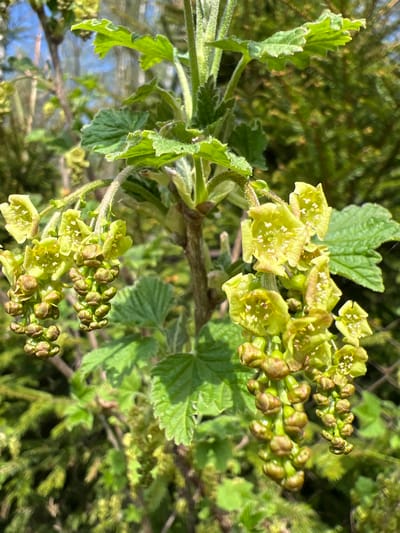 This image, taken in Ильинская Поляна Снт, Russia, depicts a close-up view of a flowering currant bush. The image is vertically oriented. The bush features green, lobed leaves and clusters of small, pale yellow flowers. Some of the flower clusters are still in bud form, appearing as small, tightly packed green spheres. The flowers that are open display tiny white stamen. The branches of the bush are visible, and the background is a blur of green foliage, suggesting a garden or wooded area. A chain link fence can be seen in the background. The lighting is bright, indicating the photograph was taken during the daytime.