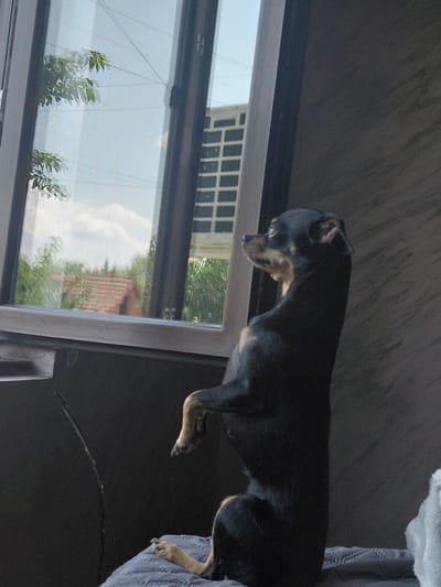 A small black and tan dog, a Miniature Pinscher, stands on its hind legs, looking out of an open window. The dog's front paws are on the windowsill, and its head is turned to the left. The dog's body is in profile, and its tail is visible behind it. The window is made of dark wood and has a glass pane that reflects the sky and trees. Outside the window, there are green trees, a red-tiled roof, and a building with a white facade and dark windows. The dog is in an indoor setting, with a dark, textured wall to its right. The overall impression is one of curiosity and attentiveness. The image is likely taken in Malorad, Bulgaria, given the architectural style and vegetation.